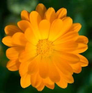 medicinal plants - pot marigold