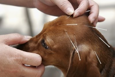 The Various Veterinary Acupuncture Benefits