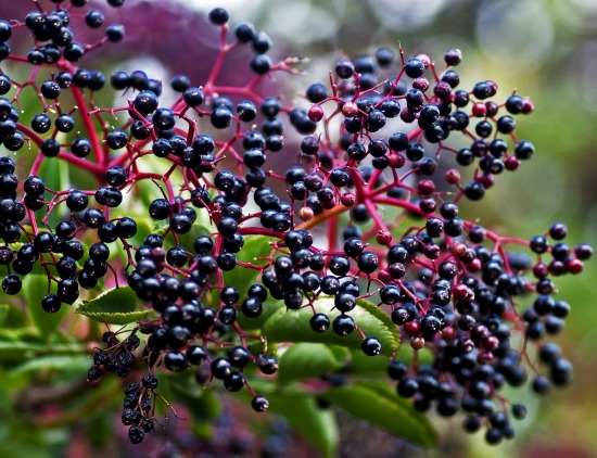 healing power of elderberry