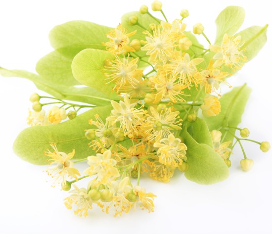 uses and benefits of linden