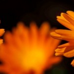 medicinal plants - pot marigold