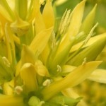 medicinal plants - yello genatin