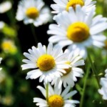Herbs for Anxiety - German Chamomile