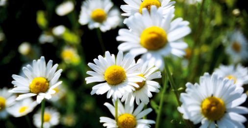 Herbs for Anxiety - German Chamomile