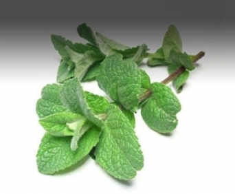 Peppermint Qualities You Did Not Know