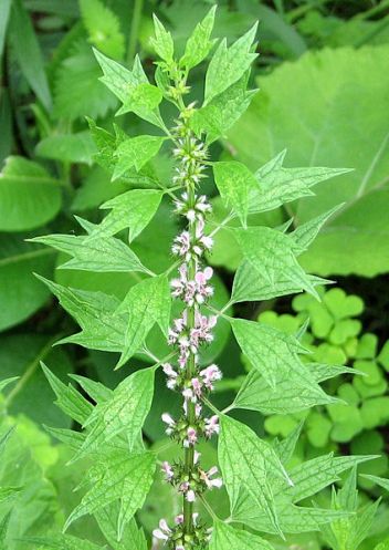 Exploring The Many Uses of Motherwort